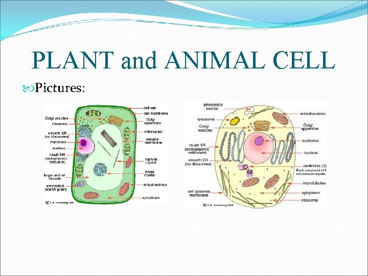 PLANT and ANIMAL CELL Pictures: 