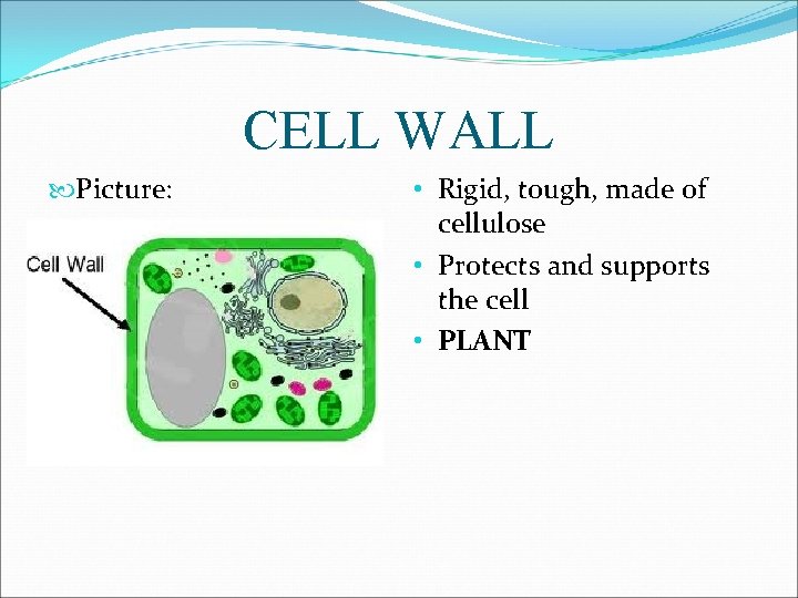 CELL WALL Picture: • Rigid, tough, made of cellulose • Protects and supports the