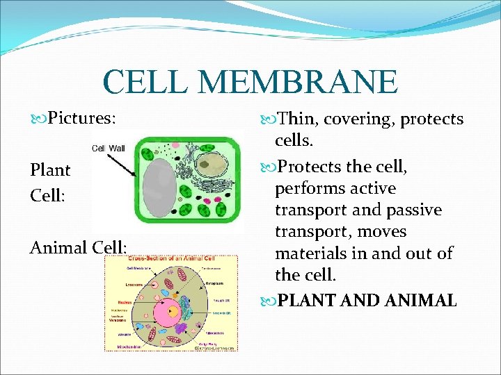 CELL MEMBRANE Pictures: Plant Cell: Animal Cell: Thin, covering, protects cells. Protects the cell,