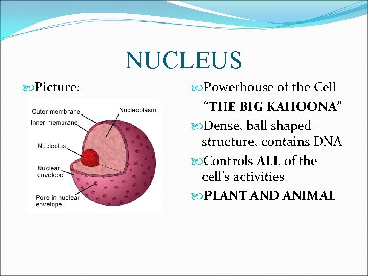 NUCLEUS Picture: Powerhouse of the Cell – “THE BIG KAHOONA” Dense, ball shaped structure,