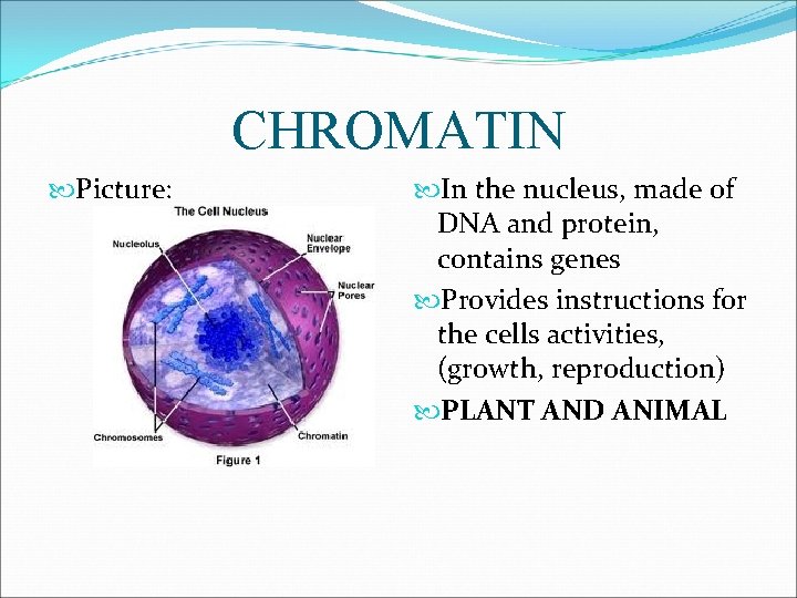 CHROMATIN Picture: In the nucleus, made of DNA and protein, contains genes Provides instructions