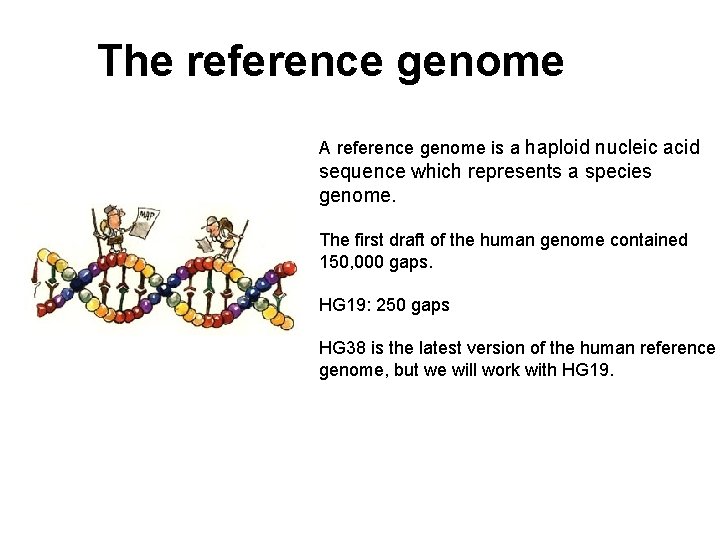 The reference genome A reference genome is a haploid nucleic acid sequence which represents