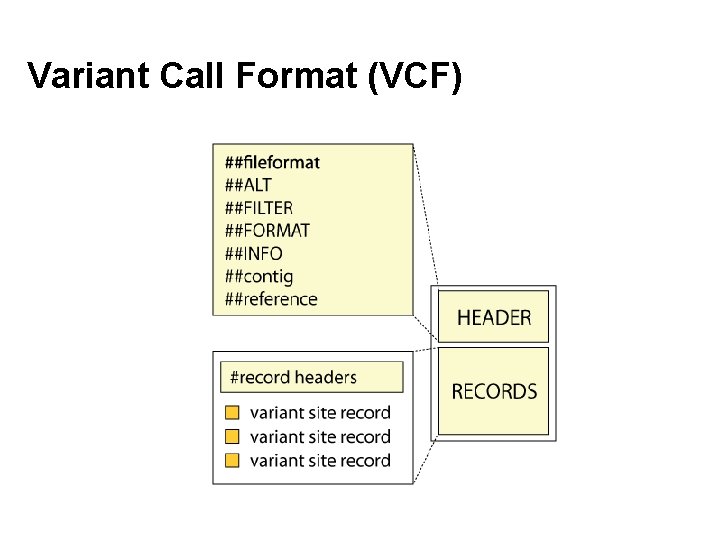 Variant Call Format (VCF) 