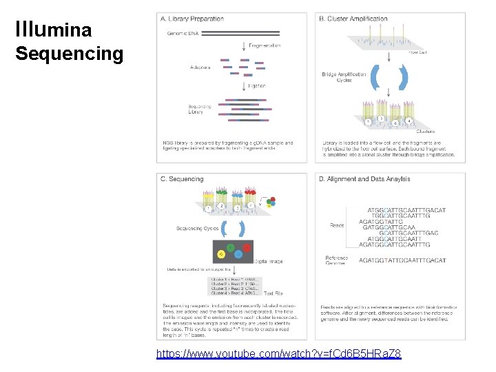 Illumina Sequencing https: //www. youtube. com/watch? v=f. Cd 6 B 5 HRa. Z 8