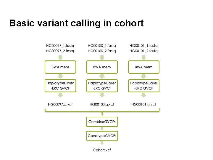 Basic variant calling in cohort 31 