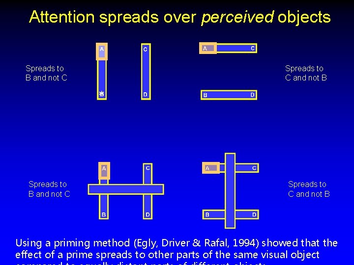 Attention spreads over perceived objects Spreads to B and not C Spreads to C
