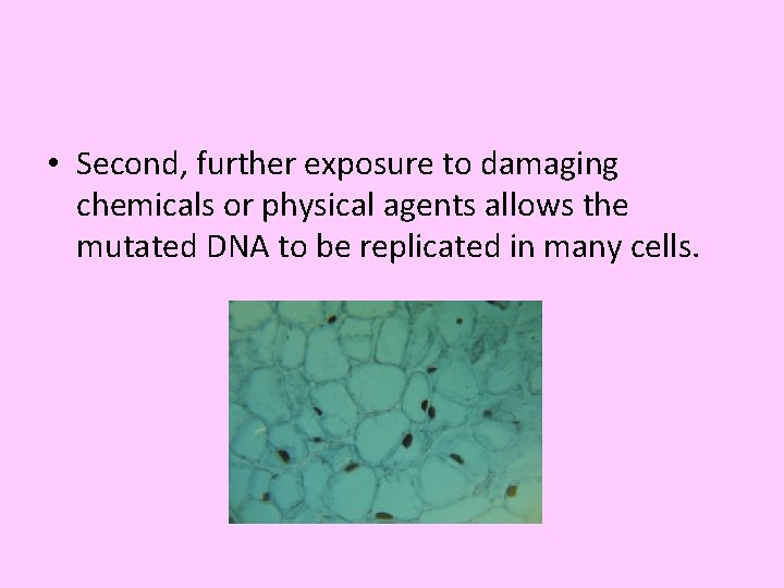 • Second, further exposure to damaging chemicals or physical agents allows the mutated