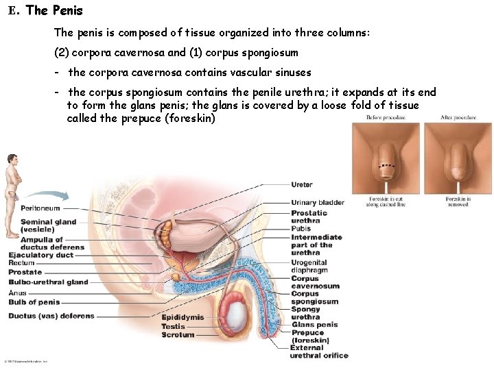 E. The Penis The penis is composed of tissue organized into three columns: (2)