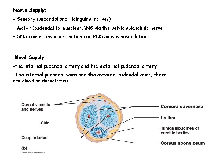 Nerve Supply: - Sensory (pudendal and ilioinguinal nerves) - Motor (pudendal to muscles; ANS