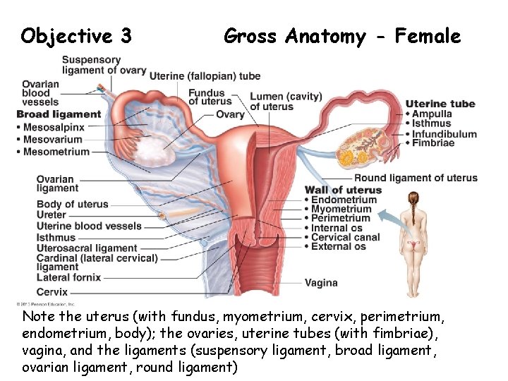 Objective 3 Gross Anatomy - Female Note the uterus (with fundus, myometrium, cervix, perimetrium,