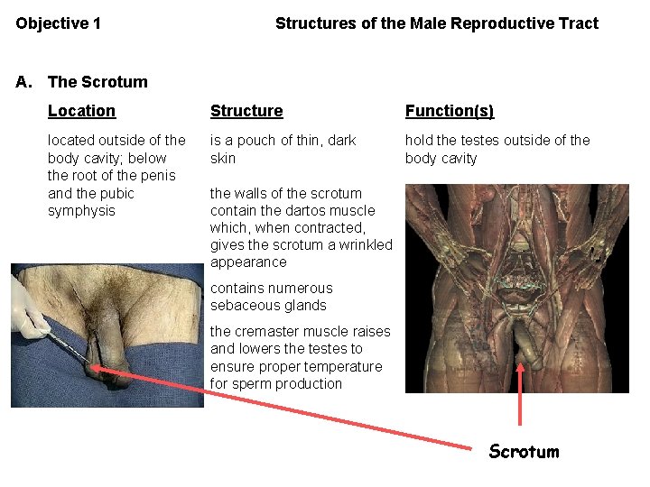 Objective 1 Structures of the Male Reproductive Tract A. The Scrotum Location Structure Function(s)