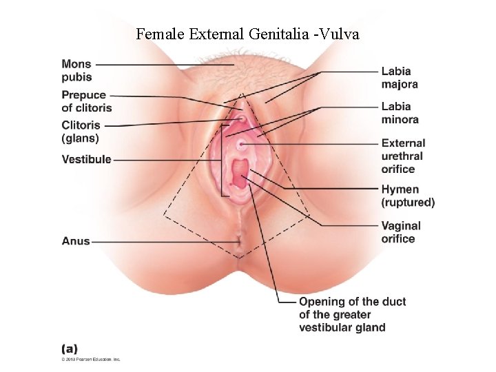 Female External Genitalia -Vulva 