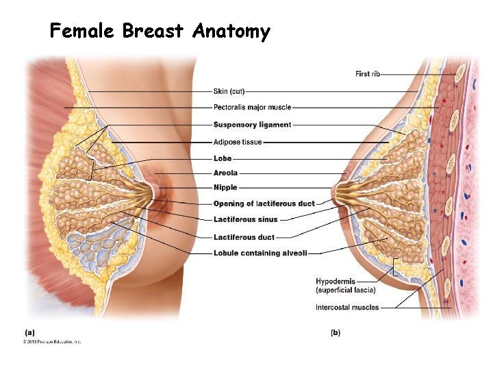 Female Breast Anatomy 