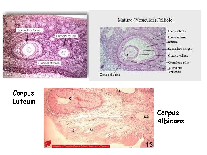 Corpus Luteum Corpus Albicans 