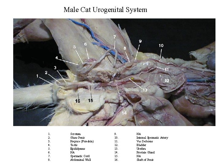 Male Cat Urogenital System 1. 2. 3. 4. 5. 6. 7. 8. Scrotum Glans