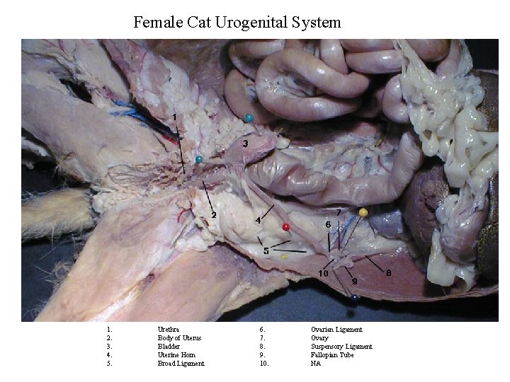 Female Cat Urogenital System 1. 2. 3. 4. 5. Urethra Body of Uterus Bladder