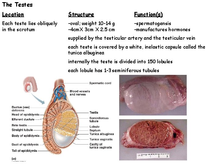 The Testes Location Structure Function(s) Each teste lies obliquely in the scrotum -oval; weight