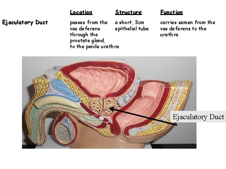 Location Ejaculatory Duct Structure passes from the a short, 3 cm vas deferens epithelial