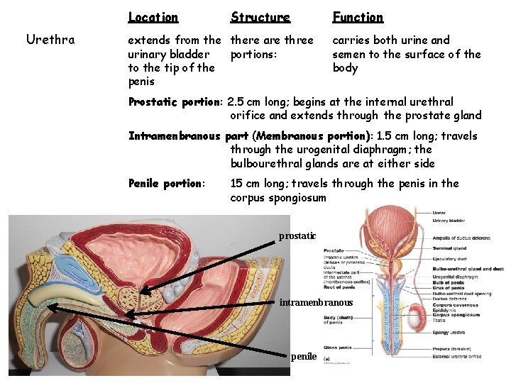 Location Urethra Structure Function extends from there are three urinary bladder portions: to the