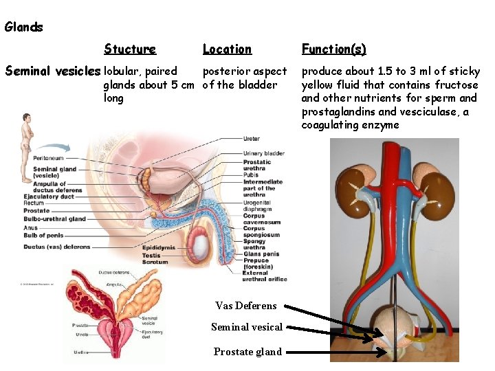 Glands Stucture Location Seminal vesicles lobular, paired posterior aspect glands about 5 cm of