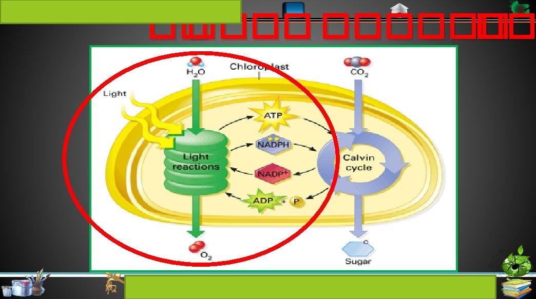 Cambrian Education Group �� ������ �� MD. KAWSAR ALI HAWLADER, LECTURER OF BIOLOGY, CLASS-IX,