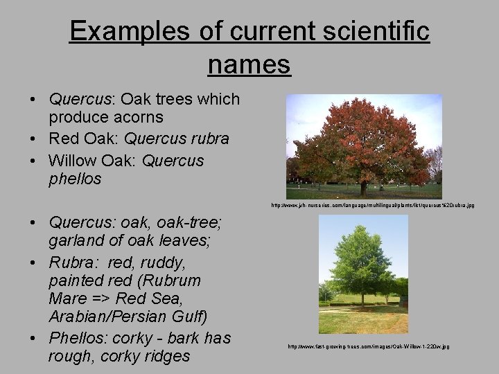 Examples of current scientific names • Quercus: Oak trees which produce acorns • Red
