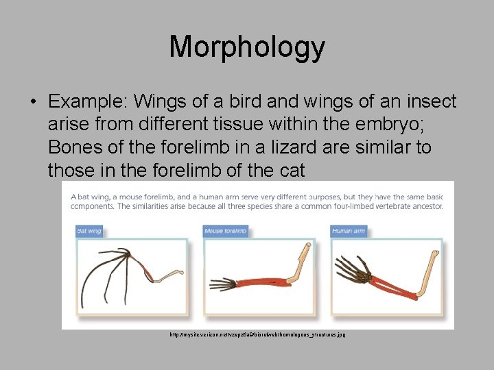 Morphology • Example: Wings of a bird and wings of an insect arise from