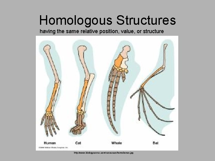 Homologous Structures having the same relative position, value, or structure http: //www. biologycorner. com/resources/homobones.