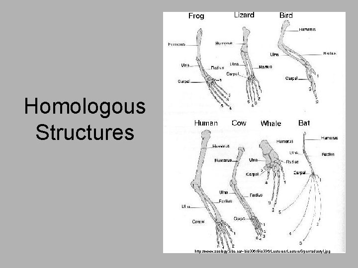Homologous Structures http: //www. zoology. ubc. ca/~bio 336/Bio 336/Lectures/Lecture 5/pentadactyl. jpg 