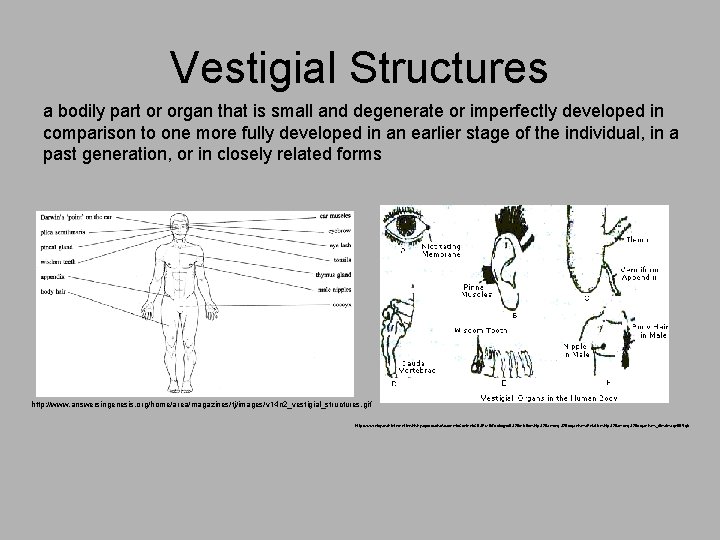 Vestigial Structures a bodily part or organ that is small and degenerate or imperfectly