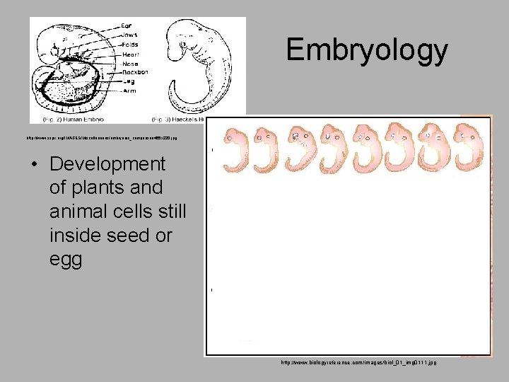 Embryology http: //www. sspx. org/IMAGES/Miscellaneous/embryonic_comparison 455 x 220. jpg • Development of plants and