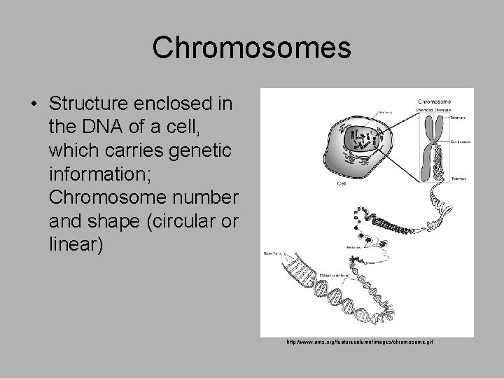 Chromosomes • Structure enclosed in the DNA of a cell, which carries genetic information;