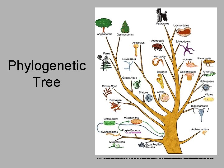 Phylogenetic Tree http: //www. nbii. gov/portal/server. pt/gateway/PTARGS_0_2_3846_404_1617_43/http%3 B/public-content%3 B 7087/publishedcontent/publish/ecological_issues/genetic_biodiversity/phylogenetic_trees_intro/tree. gif 