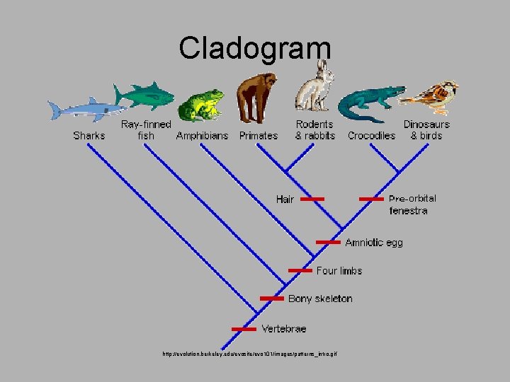 Cladogram http: //evolution. berkeley. edu/evosite/evo 101/images/patterns_intro. gif 