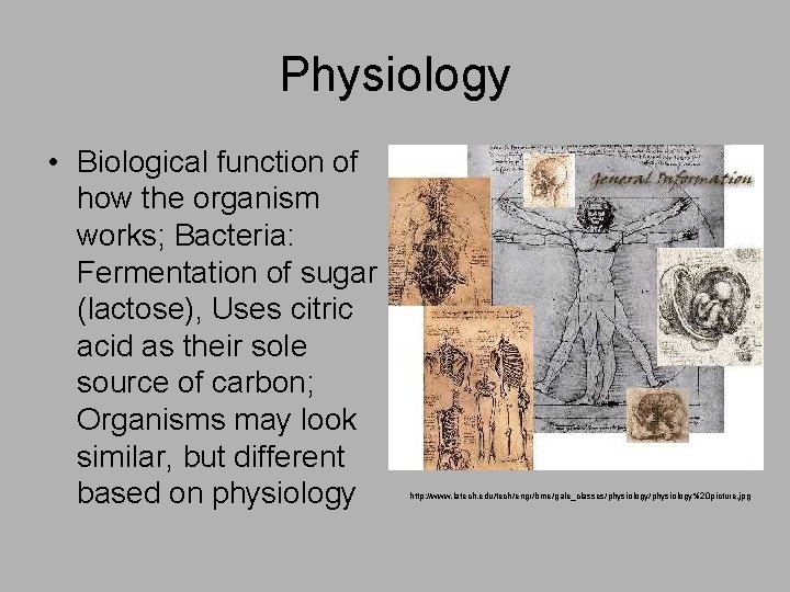 Physiology • Biological function of how the organism works; Bacteria: Fermentation of sugar (lactose),