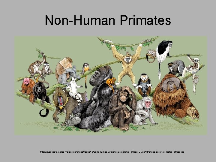 Non-Human Primates http: //investigate. conservation. org/Image. Cache/IB/content/images/primates_5 fmap_2 ejpg/v 1/image-data/1/primates_5 fmap. jpg 