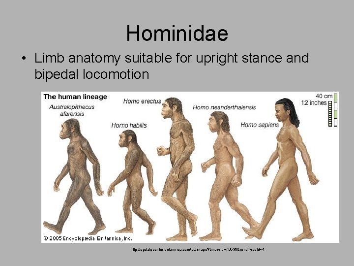 Hominidae • Limb anatomy suitable for upright stance and bipedal locomotion http: //updatecenter. britannica.