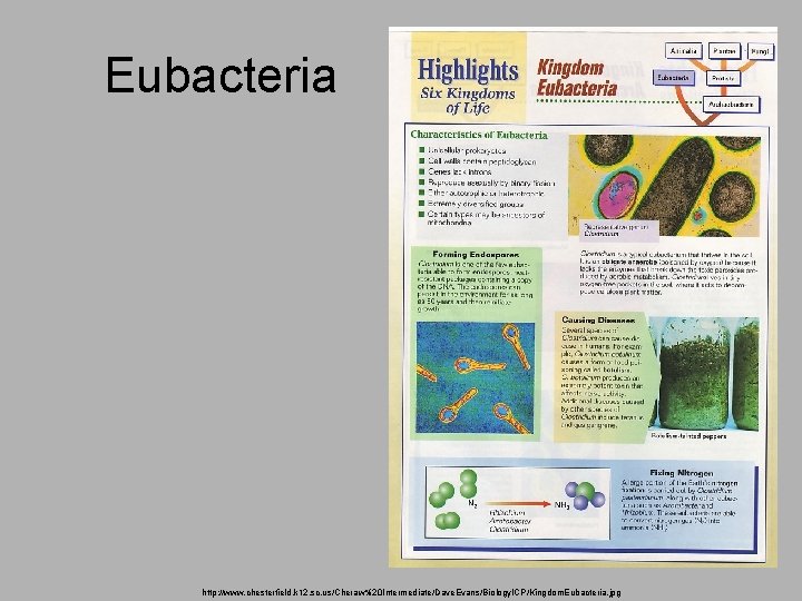 Eubacteria http: //www. chesterfield. k 12. sc. us/Cheraw%20 Intermediate/Dave. Evans/Biology. ICP/Kingdom. Eubacteria. jpg 