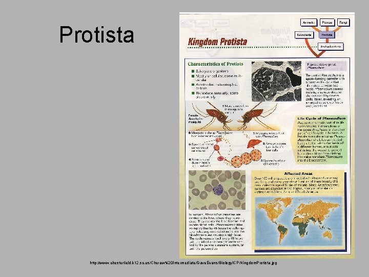 Protista http: //www. chesterfield. k 12. sc. us/Cheraw%20 Intermediate/Dave. Evans/Biology. ICP/Kingdom. Protista. jpg 
