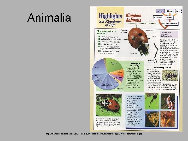 Animalia http: //www. chesterfield. k 12. sc. us/Cheraw%20 Intermediate/Dave. Evans/Biology. ICP/Kingdom. Animalia. jpg 