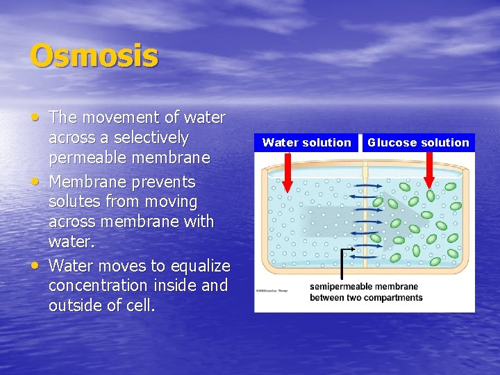 Osmosis • The movement of water • • across a selectively permeable membrane Membrane