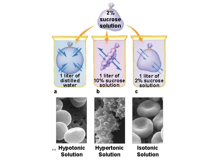 2% sucrose solution 1 liter of distilled water a 1 liter of 10% sucrose