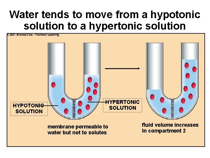 Water tends to move from a hypotonic solution to a hypertonic solution HYPOTONIC SOLUTION