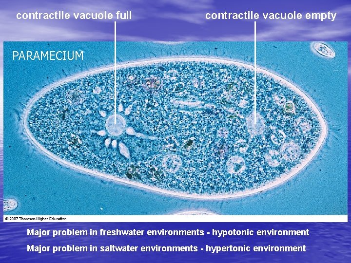 contractile vacuole full contractile vacuole empty PARAMECIUM Major problem in freshwater environments - hypotonic