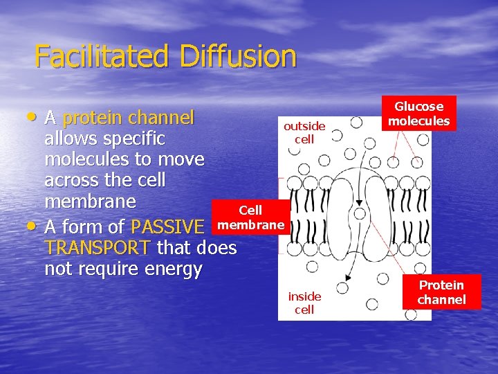 Facilitated Diffusion • A protein channel • outside cell allows specific molecules to move