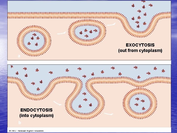 EXOCYTOSIS (out from cytoplasm) a ENDOCYTOSIS (into cytoplasm) b 