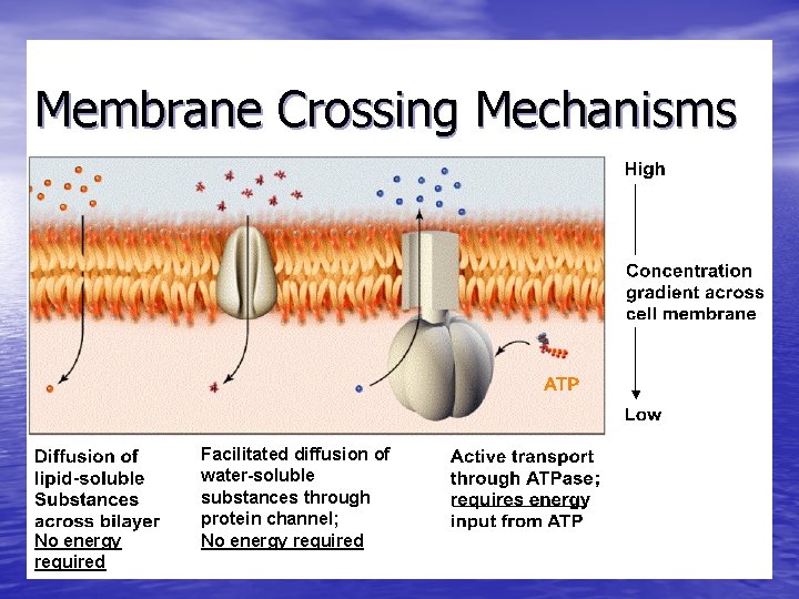 Membrane Crossing Mechanisms No energy required Facilitated diffusion of water-soluble substances through protein channel;