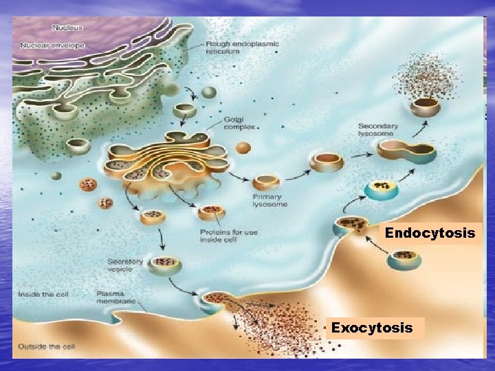 Endocytosis Exocytosis 