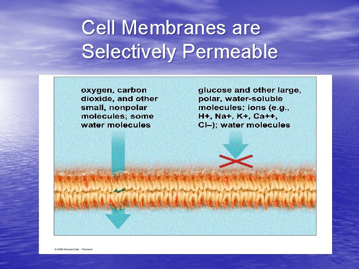 Cell Membranes are Selectively Permeable 