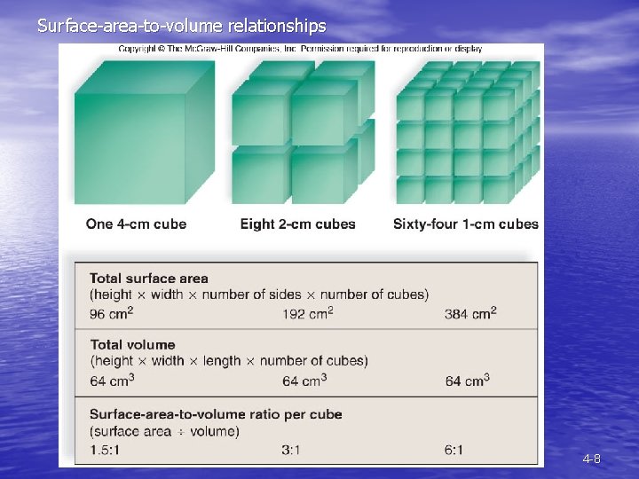 Surface-area-to-volume relationships 4 -8 